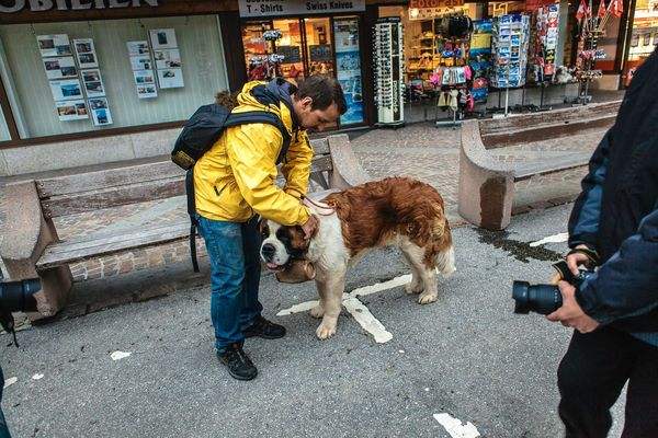 圣伯纳犬价格 圣伯纳犬价格是多少