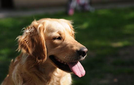 金毛猎犬价格 金毛猎犬价格多少钱一只