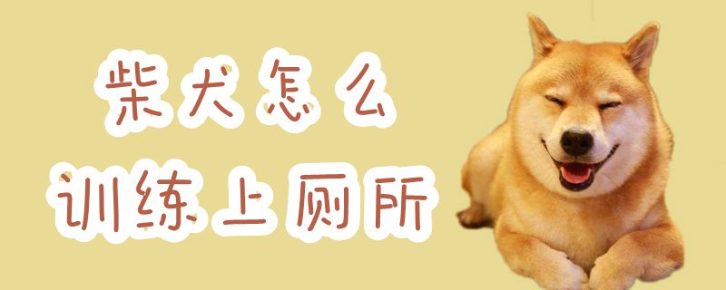 柴犬怎么训练上厕所