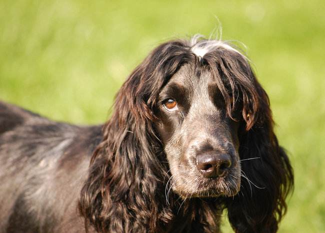 黑色可卡犬多少钱一只 黑色可卡犬多少钱