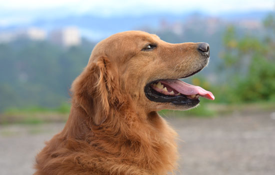 金毛幼犬多少钱 一只金毛幼犬多少钱