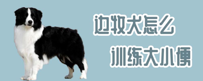 边牧犬怎么训练大小便