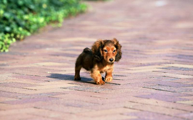 长毛腊肠犬多少钱 长毛腊肠犬多少钱一只