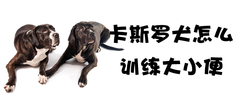 卡斯罗犬怎么训练大小便