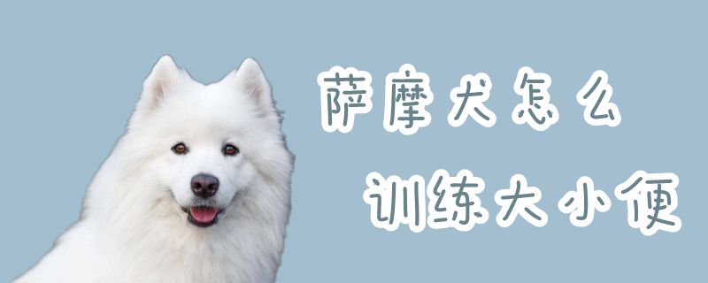 萨摩犬怎么训练大小便