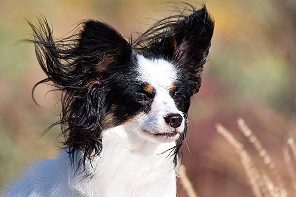 蝴蝶犬幼犬多少钱一只 蝴蝶犬多少钱一只幼仔