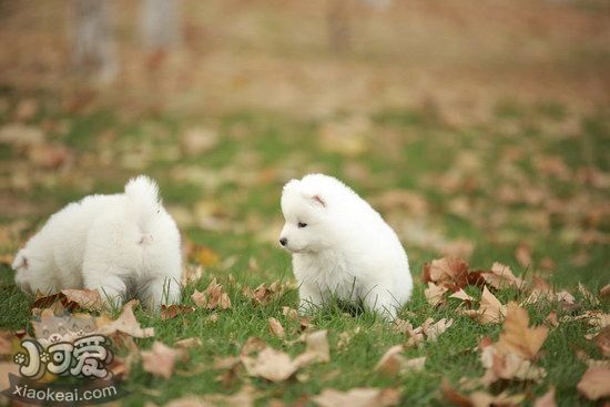 萨摩耶怎么训练蹲下 萨摩耶犬蹲下训练技巧1