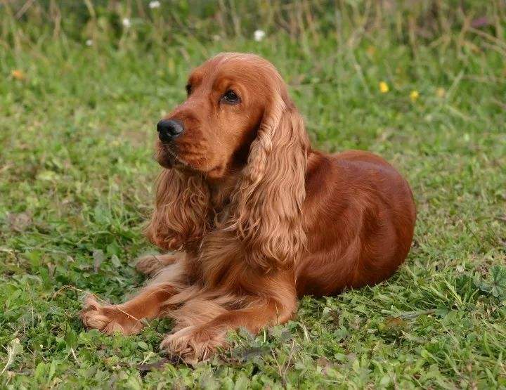 英国可卡犬价格 英国可卡犬的价格