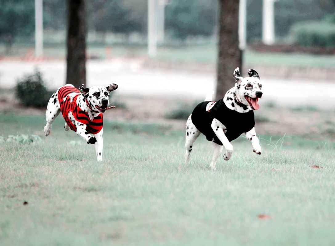 大麦町犬价格 大麦町犬价格宠物狗大全