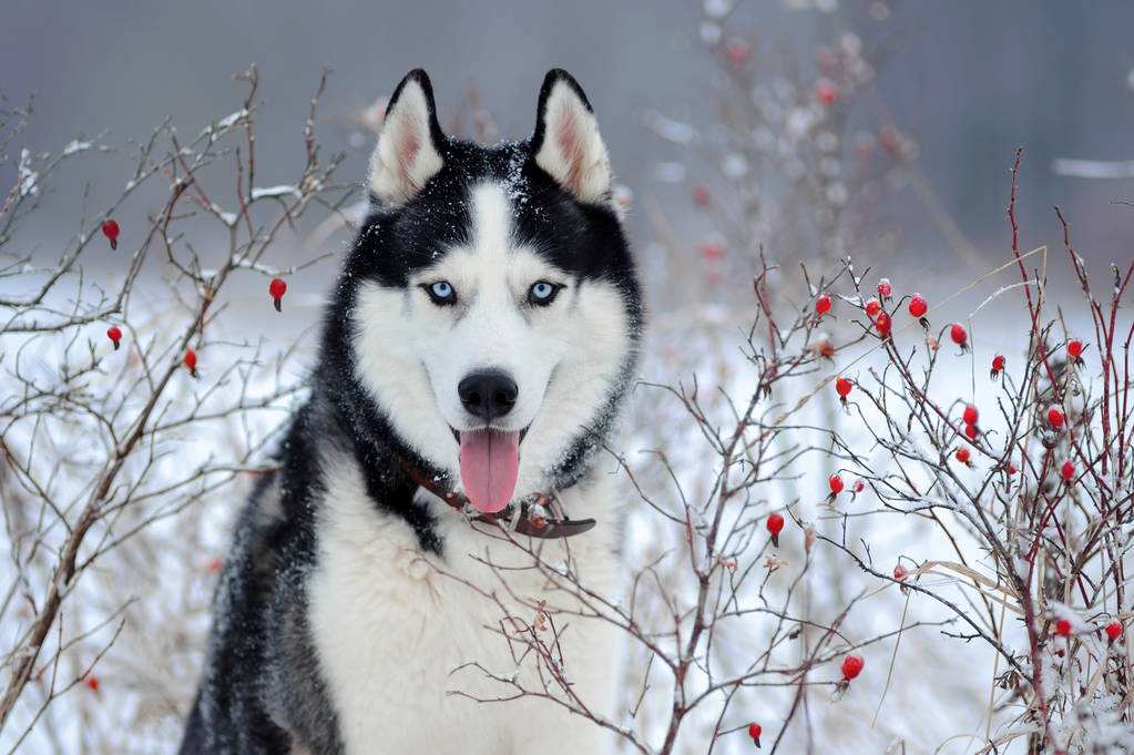 哈士奇犬价格 哈士奇狗价格