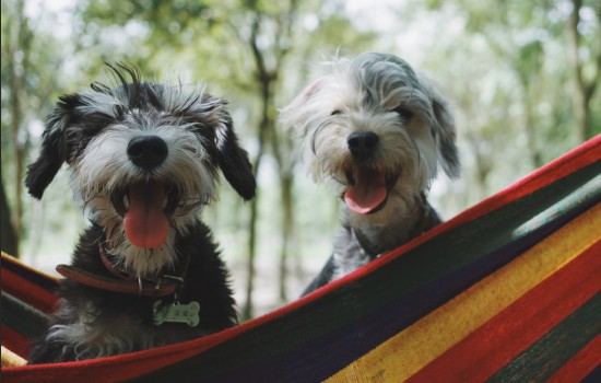 狗狗得犬瘟有哪些症状 狗狗得犬瘟有什么症状