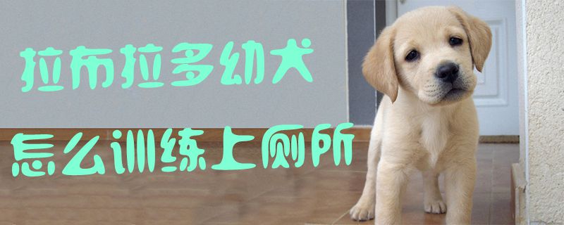 拉布拉多幼犬怎么训练上厕所1