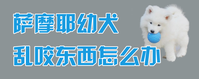 萨摩耶幼犬乱咬东西怎么办