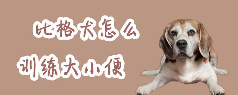 比格犬怎么训练大小便