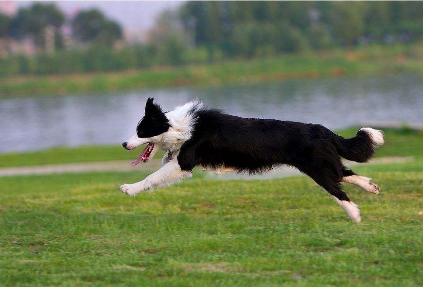 边境牧羊犬纯种多少钱 边境牧羊犬纯种多少钱一只