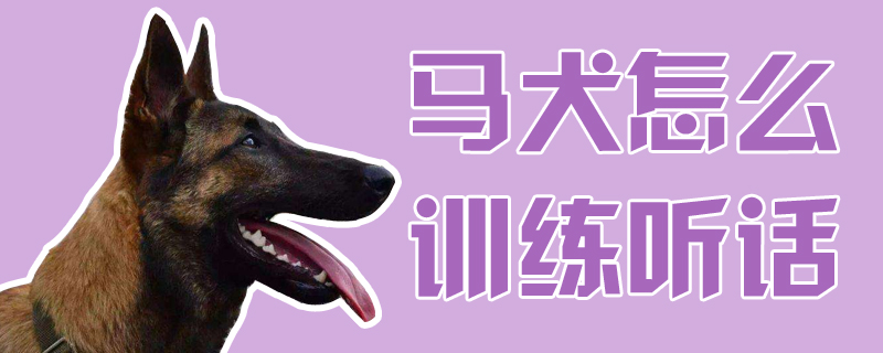 马犬怎么训练听话