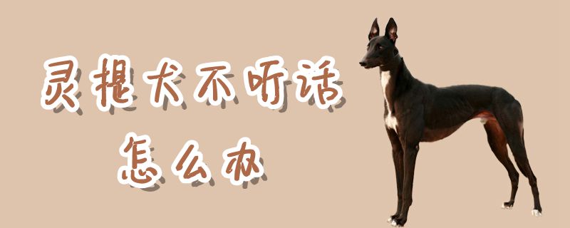 灵提犬不听话怎么办