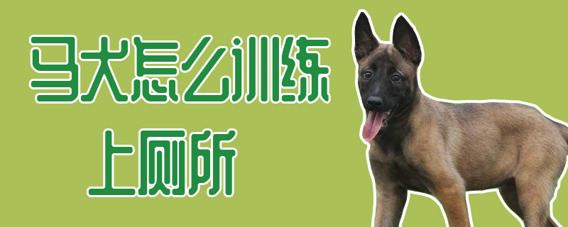 马犬怎么训练上厕所