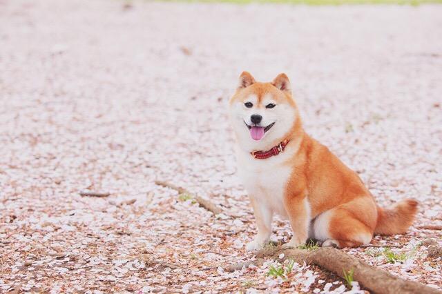 纯种柴犬价格 小柴犬价格