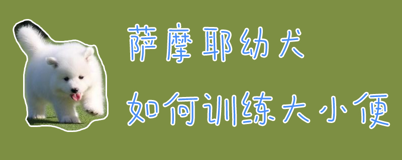 萨摩耶幼犬如何训练大小便