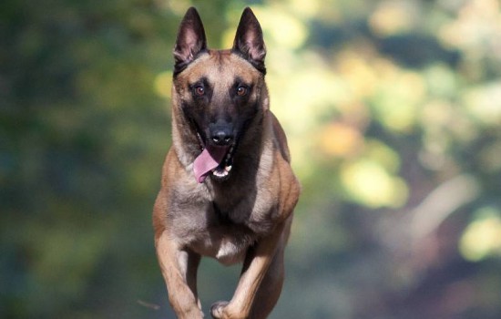 马犬能活多少年 马犬寿命一般多少年