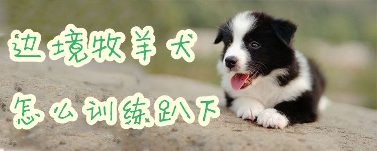 边境牧羊犬怎么训练趴下