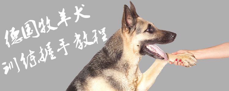 德国牧羊犬训练握手教程1