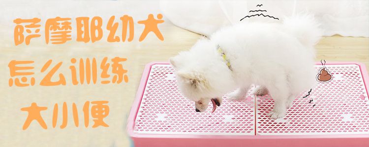 萨摩耶幼犬怎么训练大小便1