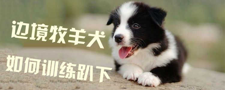 边境牧羊犬如何训练趴下1