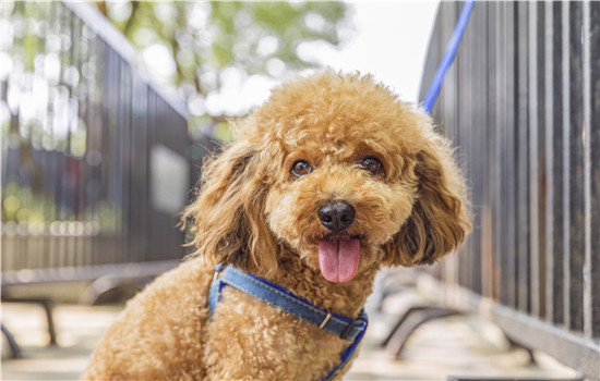 泰迪拉血水腥臭还吐 犬瘟要知道如何预防哦！泰迪拉血水腥臭还吐 犬瘟要知道如何预防哦！泰迪拉血水腥臭还吐 犬瘟要知道如何预防哦！泰迪拉血水腥臭还吐