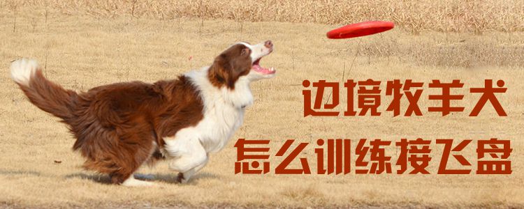 边境牧羊犬怎么训练接飞盘