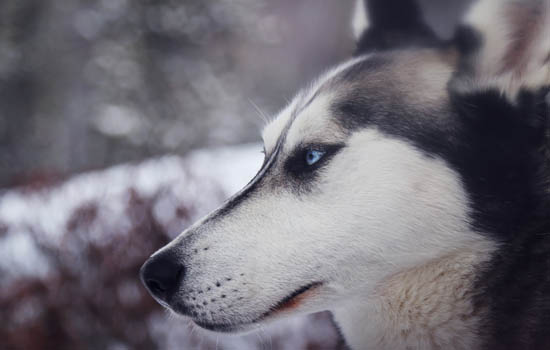 哈士奇是哪里的雪橇犬 哈士奇是哪里的狗