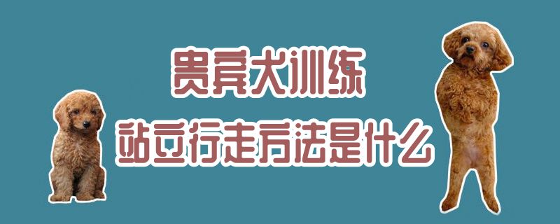 贵宾犬训练站立行走方法是什么