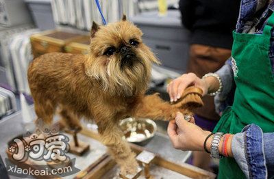 布鲁塞尔格里芬犬怎么训练