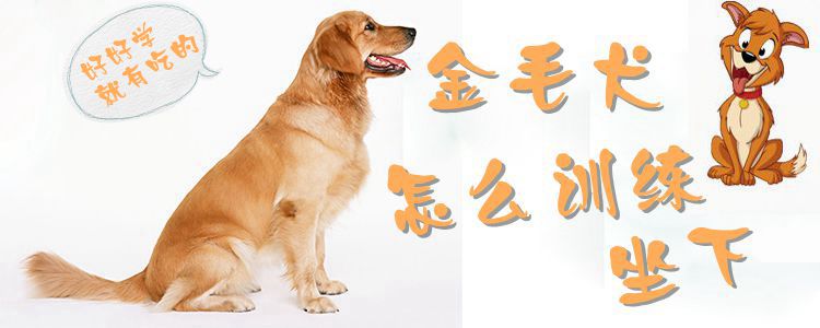 金毛犬怎么训练坐下