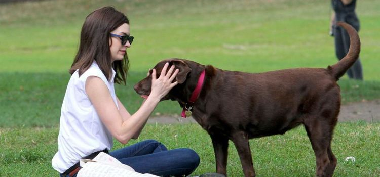 犬冠状病毒怎么引起的 说到底还是那些护理问题犬冠状病毒怎么引起的 说到底还是那些护理问题