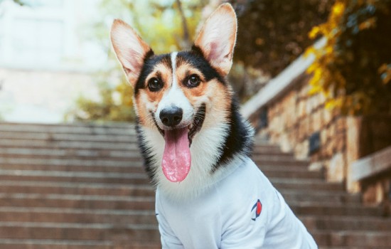 新手适合养柯基还是柴犬 新手推荐柯基还是柴犬