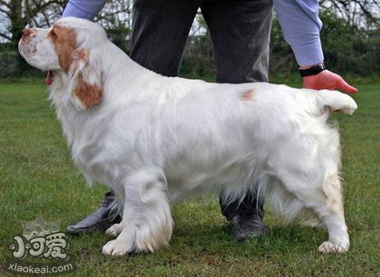 怎么训练西班牙小猎犬接飞盘 西班牙小猎犬接飞盘训练