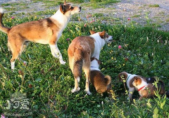 怎么训练挪威伦德猎犬大小便 挪威伦德猎犬定点上厕所训练1