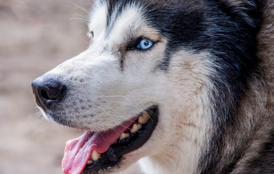 多哥是什么犬种 电影多哥是什么犬种