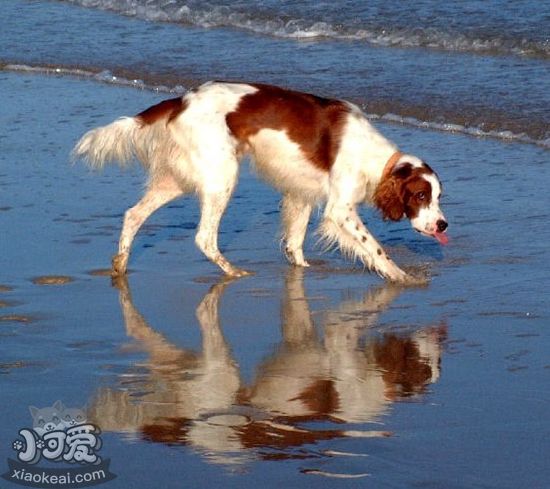 爱尔兰红白雪达犬训练注意什么