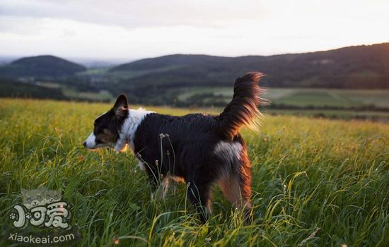 怎么训练澳洲牧羊犬叫 澳大利亚牧羊犬训练技巧