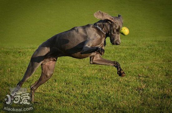 威玛猎犬怎么训练握手 威玛猎犬握手训练技巧1