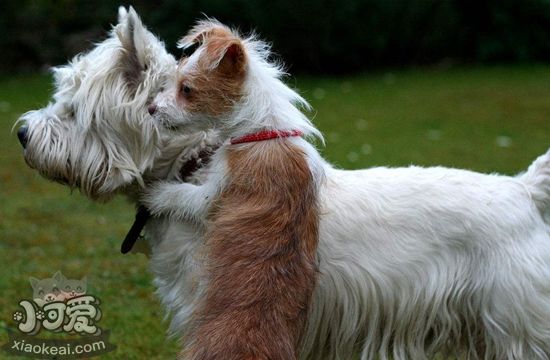 怎么训练葡萄牙波登可犬卧倒