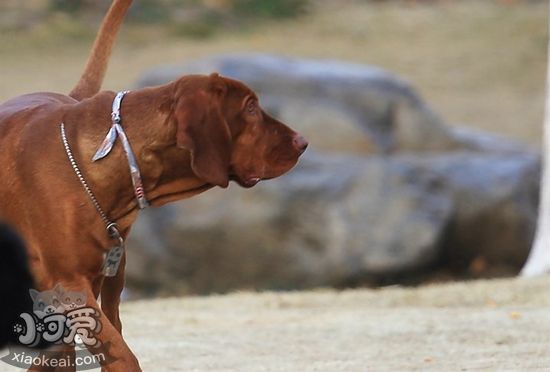 红骨猎浣熊犬怎么训练随行 红骨猎浣熊犬随行训练