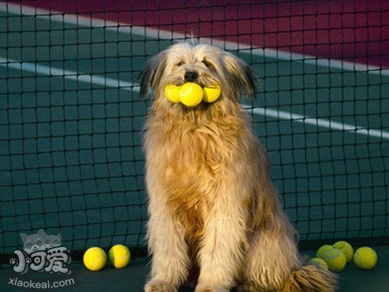 如何训练猎水獭犬站立 奥达猎犬站立训练心得1