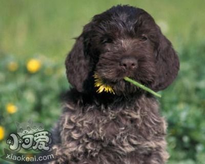 刚毛指示格里芬犬卧倒怎么训练