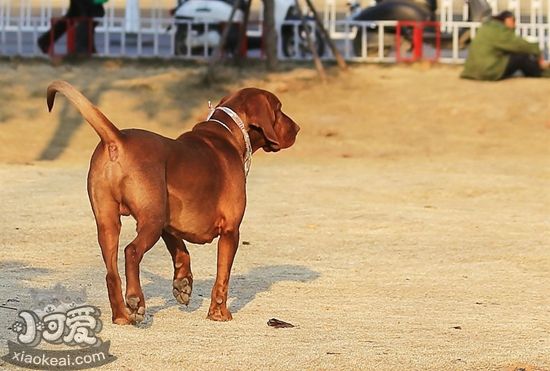 如何训练红骨猎浣熊犬握手 红骨猎浣熊犬握手训练