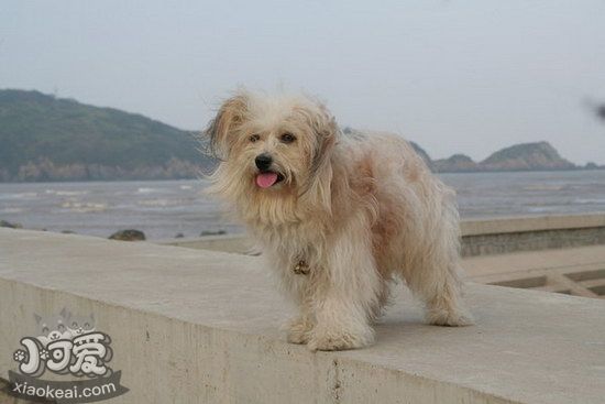 拉萨犬怎么训练握手 拉萨犬握手训练技巧1