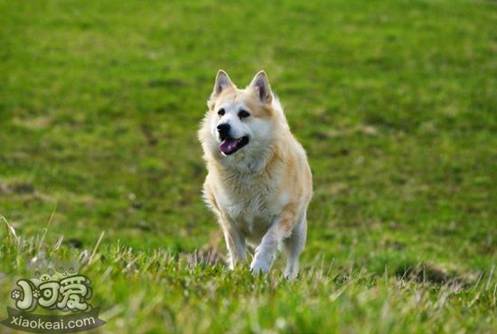 挪威布哈德犬大小便怎么训练 挪威布哈德犬排便训练方法